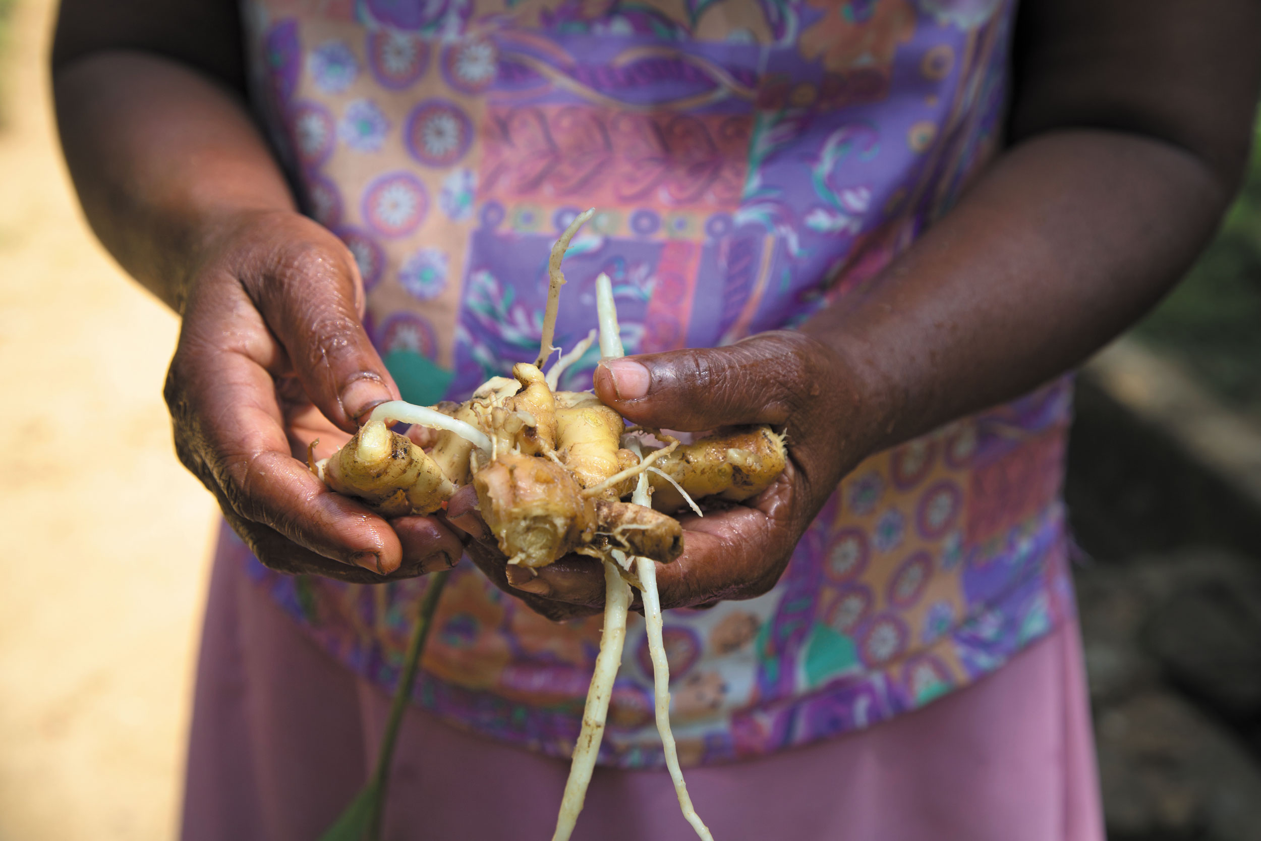 Ingefära från Sri Lanka