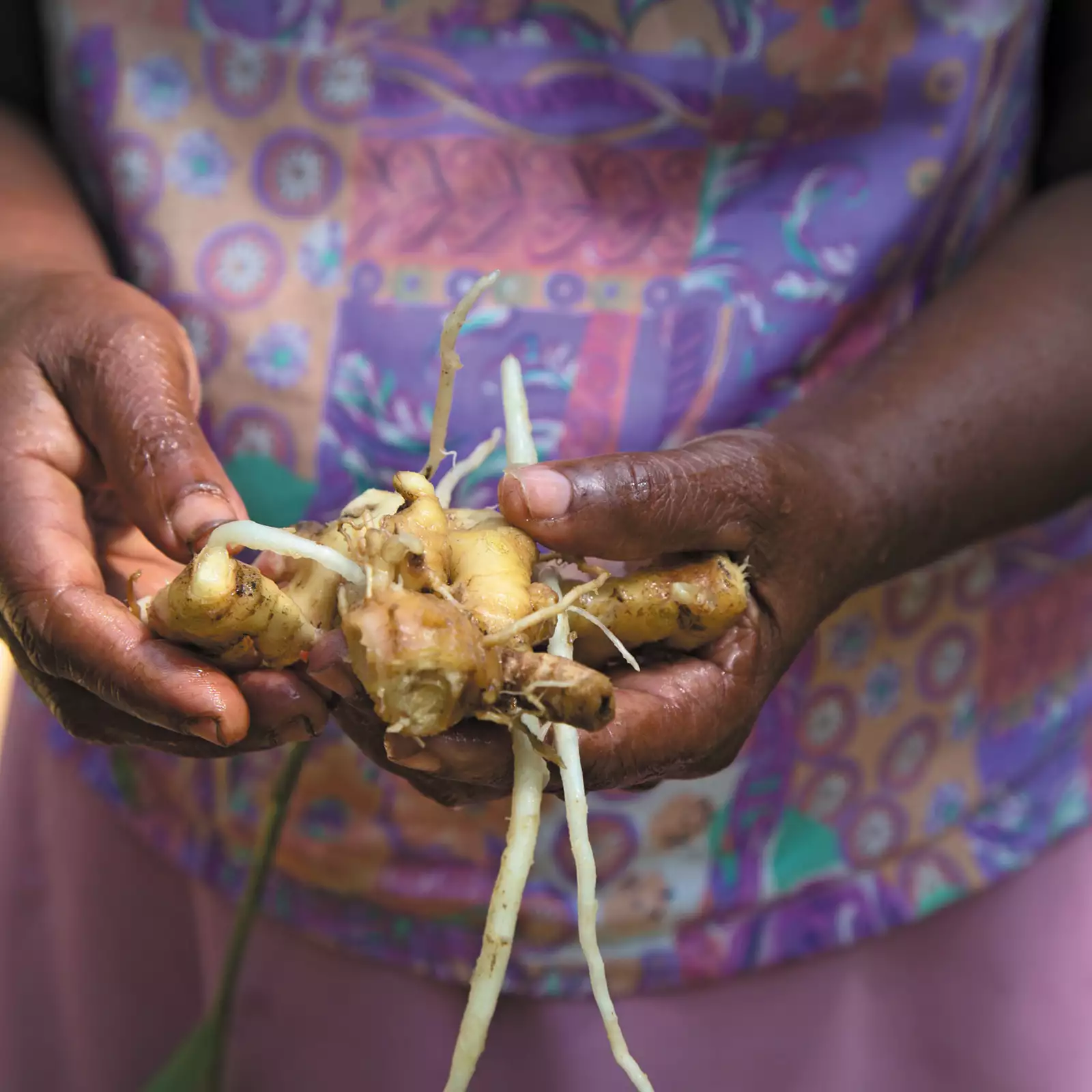 Ingefära från Sri Lanka