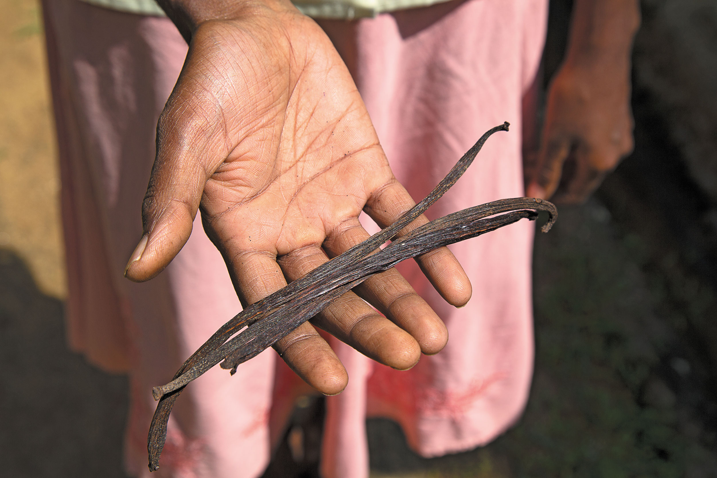 Vanilj från Sri Lanka