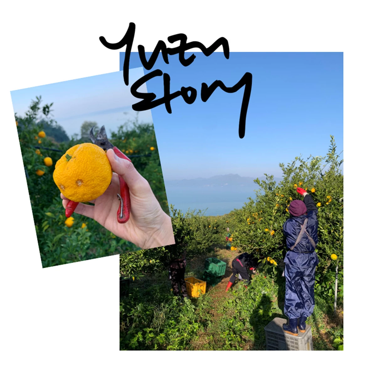 yuzu-story