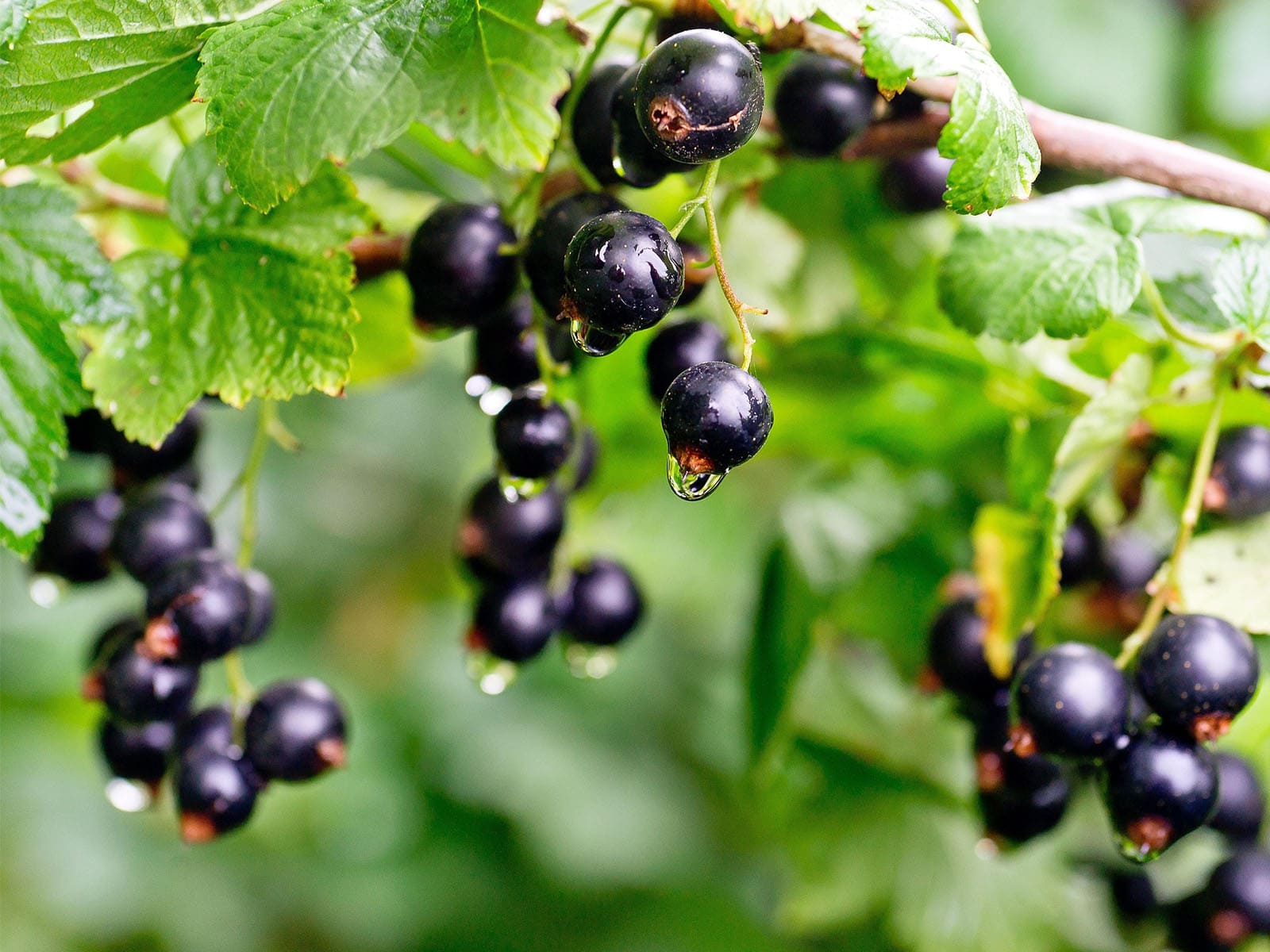 Trendsmak: Svarta vinbär