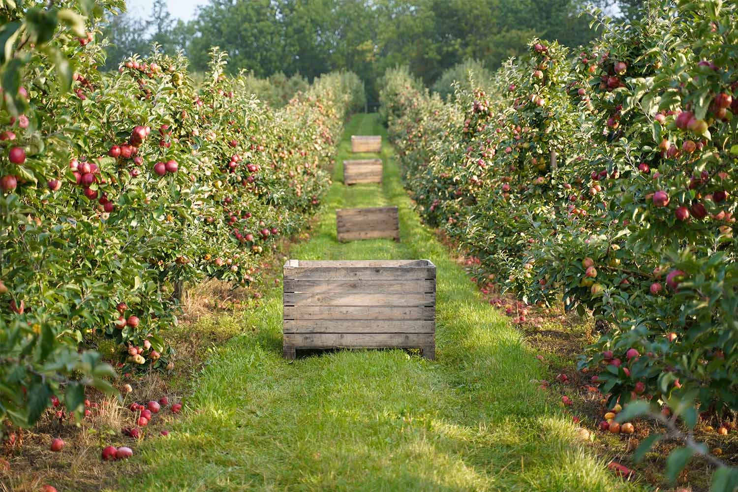 rudenstams-apple-gard