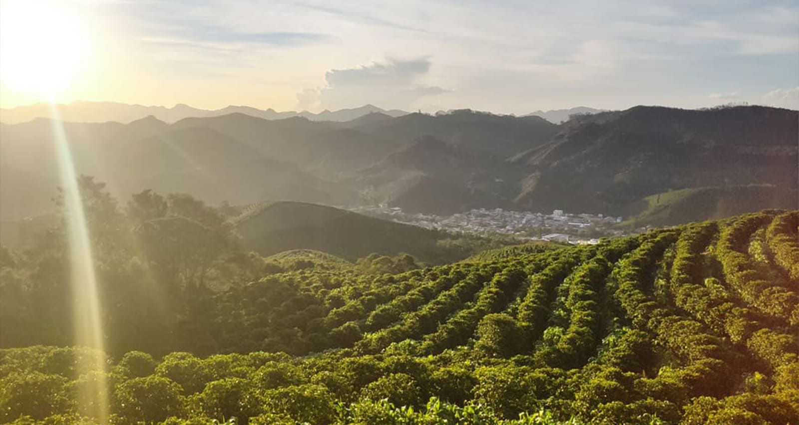 kaffeplantage