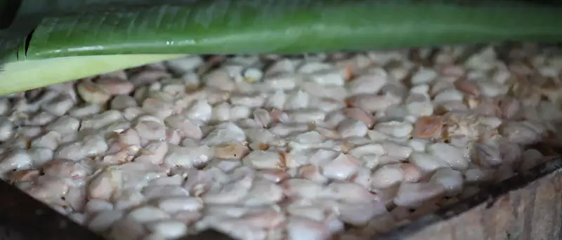 Fermentering