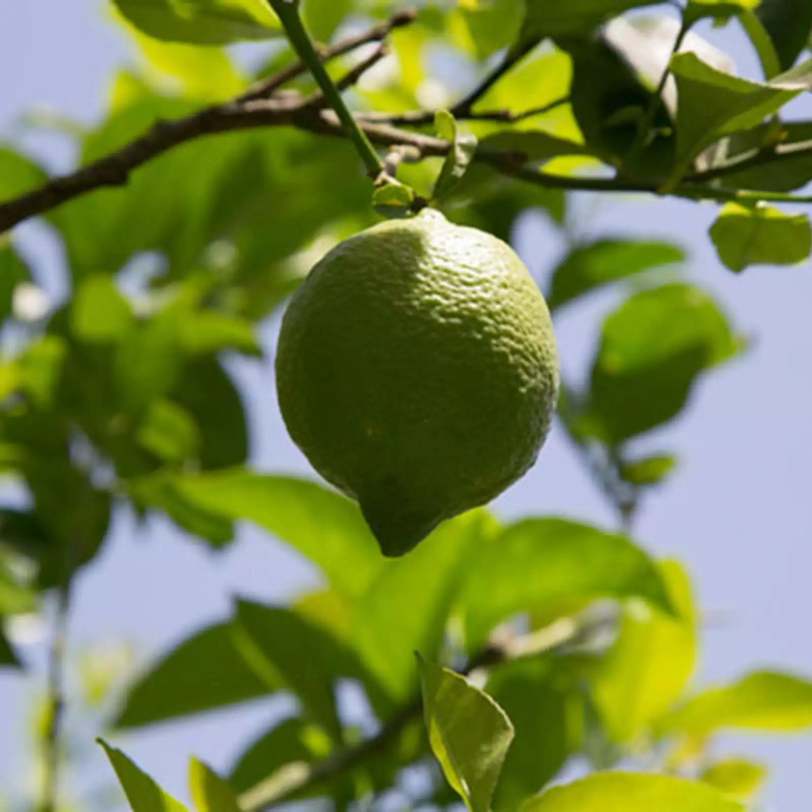 Citroner från Sicilien