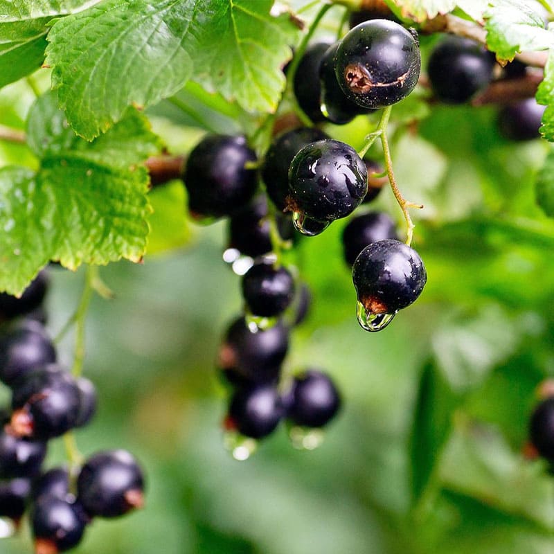Trendsmak: Svarta vinbär