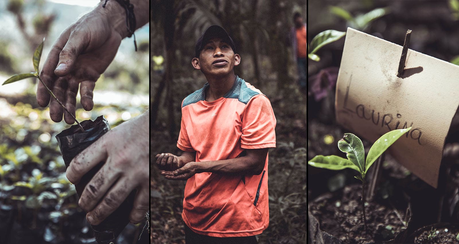 kaffe-plantor-bonder-lykke