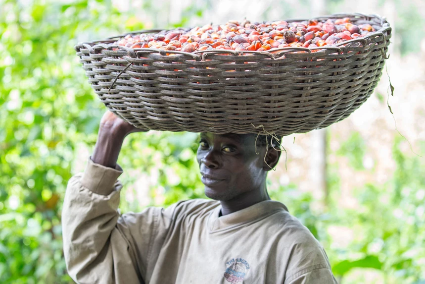 Bonde bär colanötter