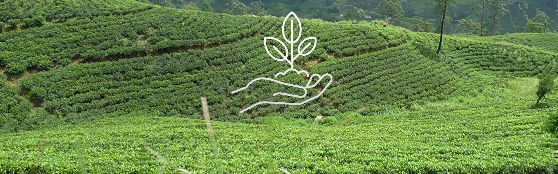 Läs mer om ekologiskt te