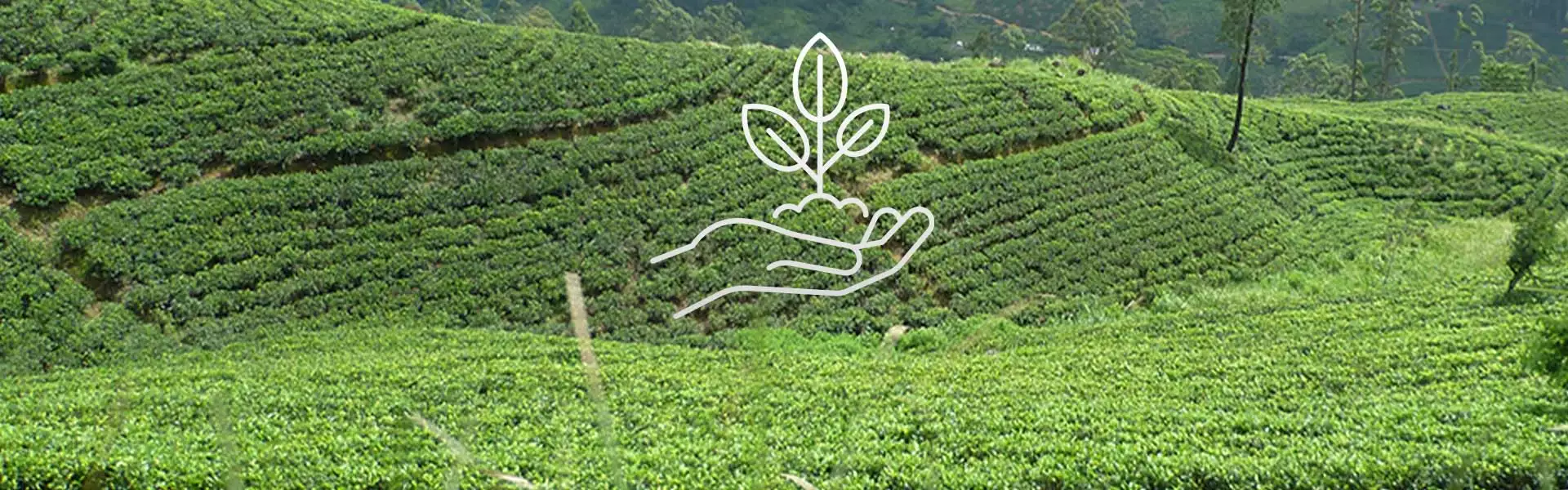 Läs mer om ekologiskt te